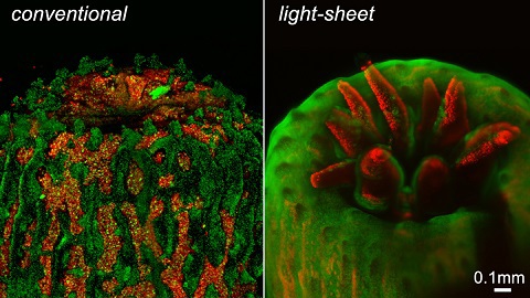 Figure 2: A polyp imaged using a conventional fluorescence microscope contains significant background noise from fluorescence out of the focus plane. The intense illumination also causes the polyp to retract. On the other hand, LSFM eliminates this out-of-focus fluorescence and the polyp fully emerges under the gentler illumination of an LSFM system developed by the University of Essex.